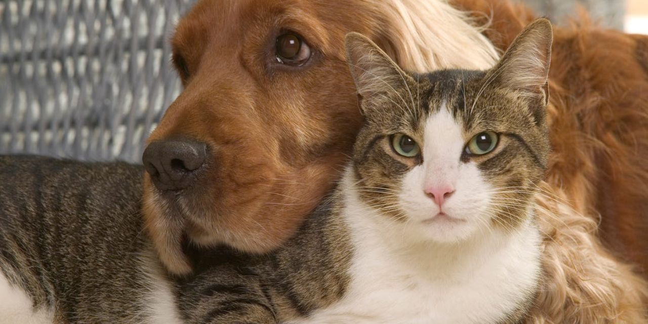 Featured image for “Produtos para cães e gatos rendem bilhões de reais”
