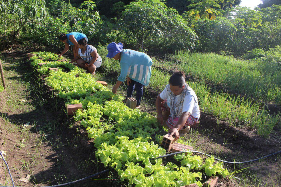Featured image for “Grupo Mateus prioriza a agricultura familiar nas lojas”