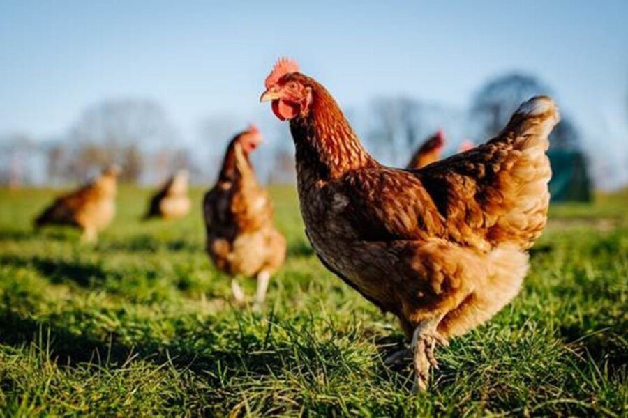 Featured image for “BRF e Danone encabeçam ranking do uso de galinhas livres”