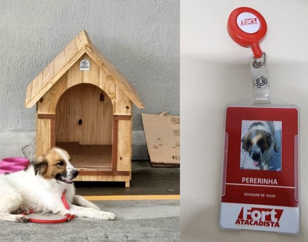 Featured image for “Dia dos Animais de Rua: Grupo Pereira adota cães abandonados nas lojas de suas bandeiras”