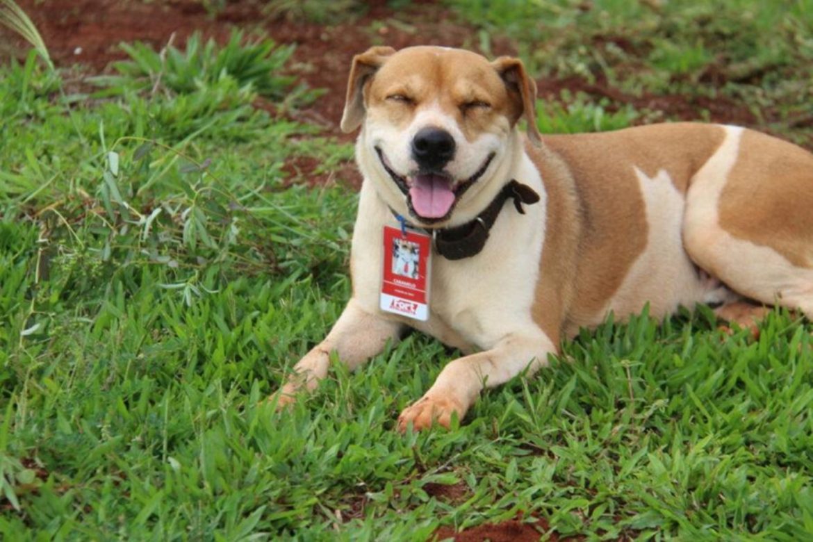 Cãolaborador Caramelo